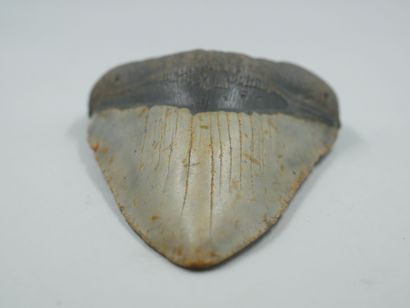 null Grande dent de Carcharodon Megalodon (Carcharocles) Miocène supérieur 

Haut....