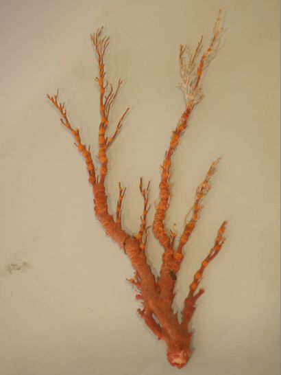 null Branche de corail bambou. Provenance : Thaïlande.

Haut. : 47,5 cm.