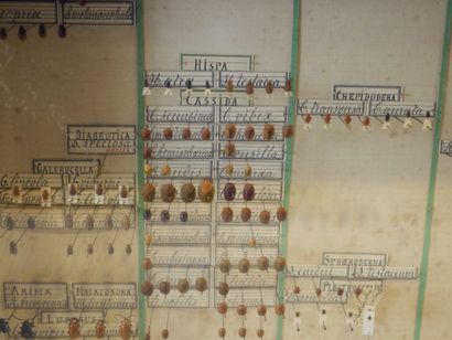 null Cinq boites d'entomologie composé d'une collection de coléopthère