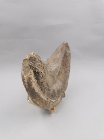 null 
Poisson fossilisé. 

Larg.:16cm.
