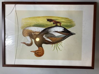 null Trois reproductions, "les canards" 

34 x 49cm (à vue). 

(Accident à un ve...
