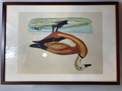 null Three reproductions, "the ducks 

34 x 49cm (at sight). 

(Damage to a glas...