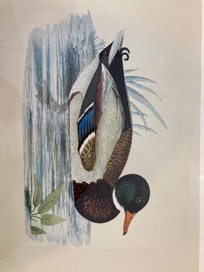 null Trois reproductions, "les canards" 

34 x 49cm (à vue). 

(Accident à un ve...