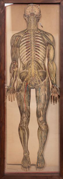  Rare armoire anatomique par Julien BOUGLE pour l'École de Médecine. 
1899. 
Haut.:...