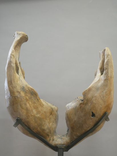  Mandibule de mammouth fossilisée. 
66 x 48 x 35 cm environ 
Haut. avec le socle...