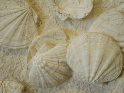null Importante plaque de PECTENS (Coquilles de Saint-Jacques) agglomérés et fossilisés....