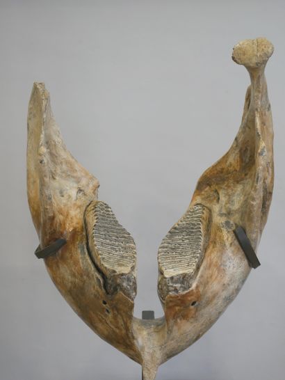 Mandibule de mammouth fossilisée. 
66 x 48...