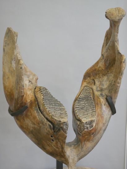 null Fossilized mammoth mandible. 

66 x 48 x 35 cm approximately

Height with the...