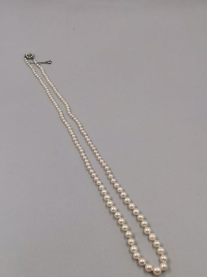null Necklace of cultured pearls in fall, clasp in white gold 18k centered by a diamond....