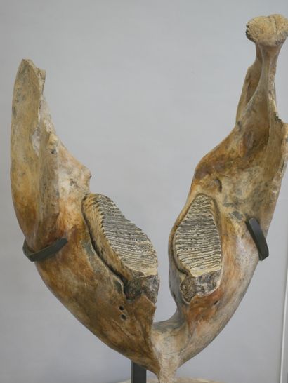  Mandibule de mammouth fossilisée. 
66 x 48 x 35 cm environ 
Haut. avec le socle...