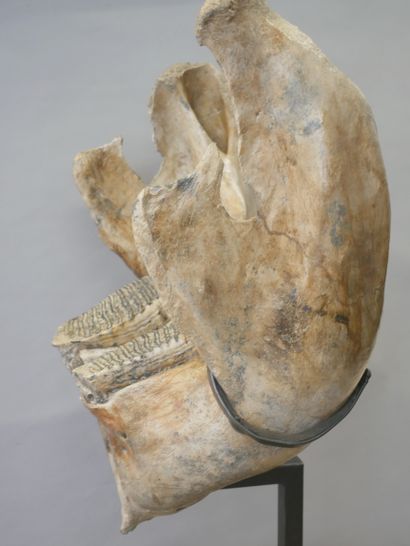 null Fossilized mammoth mandible. 

66 x 48 x 35 cm approximately

Height with the...