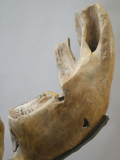 null Mandibule de mammouth fossilisée. 

66 x 48 x 35 cm environ

Haut. avec le socle...