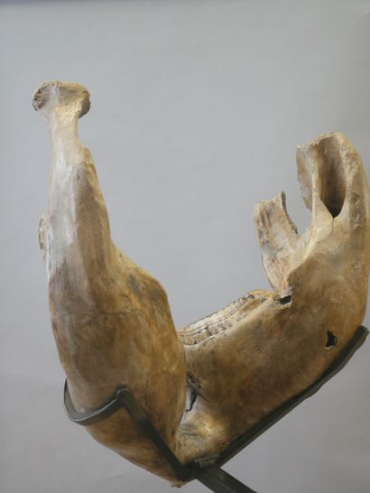  Fossilized mammoth mandible. 
66 x 48 x 35 cm approximately 
Height with the base...