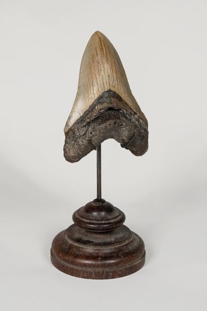 Large fossil giant shark tooth (Carcharodon...
