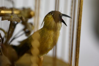 null AUTOMATE - Cage à oiseau chanteur automate couvert de plumes naturelles teintées...