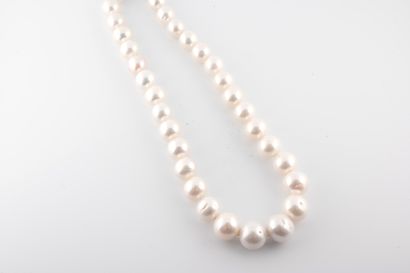 null Collier de perles blanches légèrement irrégulières en chute d'un diamètre de...