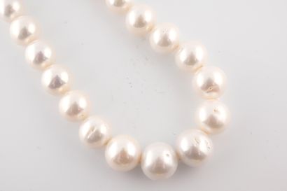 null Collier de perles blanches légèrement irrégulières en chute d'un diamètre de...