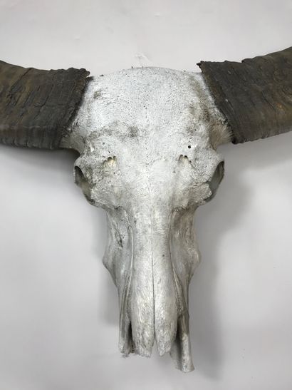 null Important crâne de buffle asiatique (Bubalus bubalis).
Haut.: 130 cm environ;...