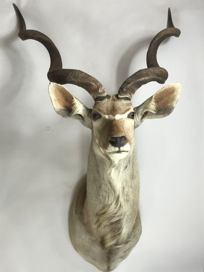 Cape head of great kudu (Tragelaphus strepsiceros).
Height:...