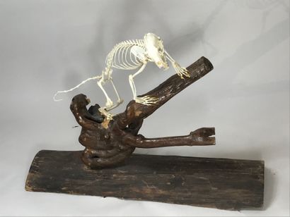 null Squelette de zorille (Icnotyx striatus), monté et présenté sur une souche.
59...