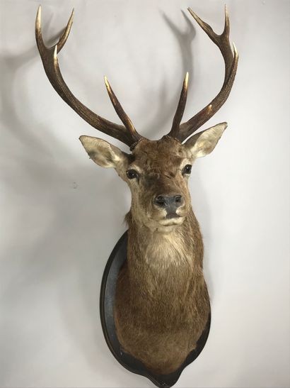 null Head in cape of elaphe stag (Cervus elaphus) 12 horns, on escutcheon.
Height:...