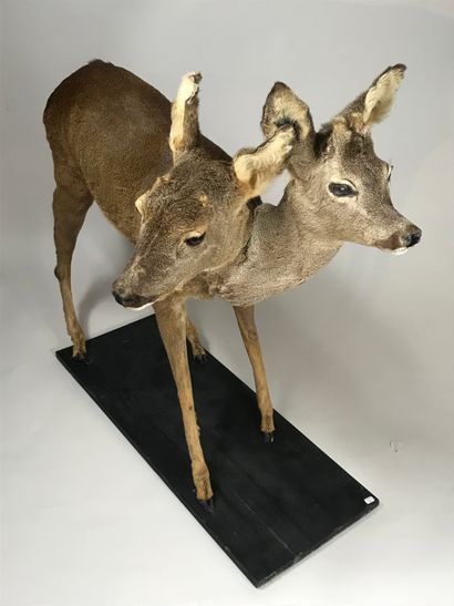 null Chimera "Two-headed deer" (Capreolus capreolus), standing on a blackened wooden...