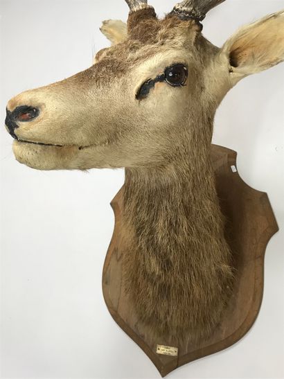 null Head in cape of elaphe stag (Cervus elaphus) 6 horns, with head slightly turned...