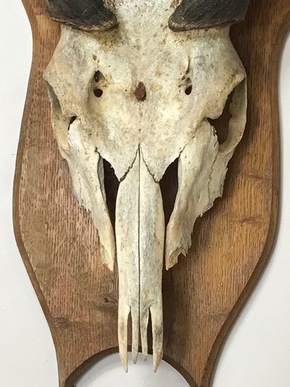 null Massacre of Derby eland (Taurotragus derbianus), on escutcheon.
Height: 95 ...
