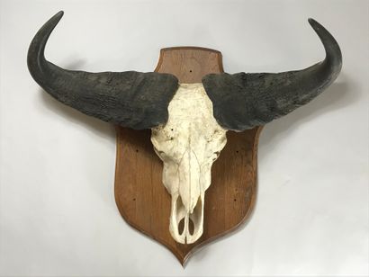 null Buffalo caffer skull, on a shield.
Height: about 70 cm; Width: 92 cm.