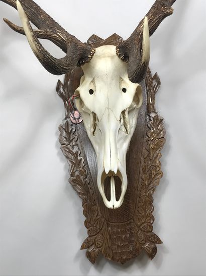 null Skull of an elaphe deer (Cervus elaphus) with a very large scale, 12 horns,...