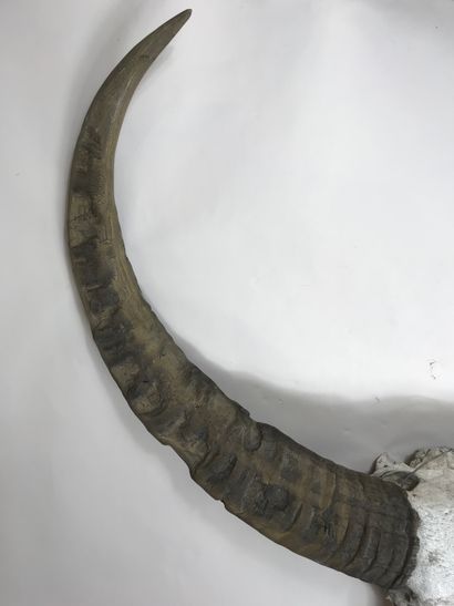 null Important crâne de buffle asiatique (Bubalus bubalis).
Haut.: 130 cm environ;...