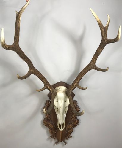 Skull of elaphe deer (Cervus elaphus) of...