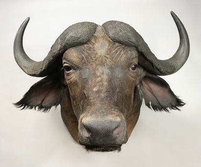Head in cape of buffalo caffer (Bubalus caffer).
Height:...