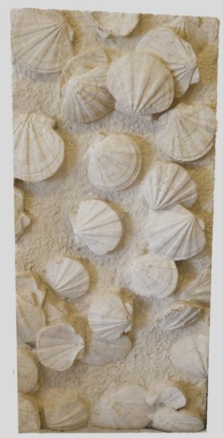 null Important plate of agglomerated and fossilized PECTENS (scallops). CHLAMYS LATTISIMA,...