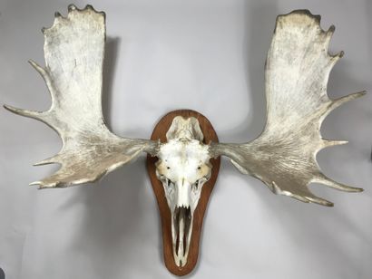 Large elk skull (Alces alces), on a crest.
Height:...