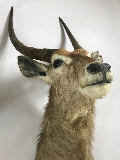 null Head in cape of cobe Defassa (Kobus ellipsiprymnus).
Height: 120 cm.
The horns...