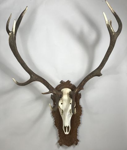 null Skull of an elaphe deer (Cervus elaphus) with a very large scale, 12 horns,...