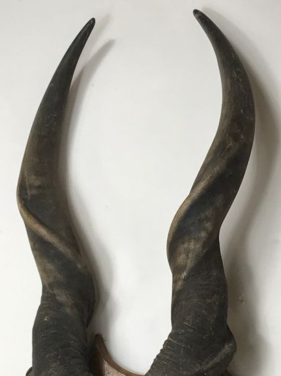 null Massacre of Derby eland (Taurotragus derbianus), on escutcheon.
Height: 95 ...