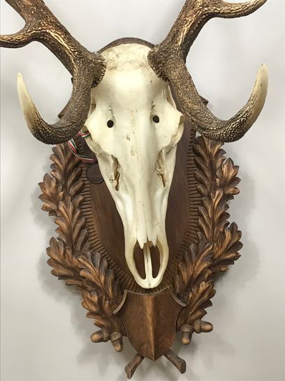 null Skull of elaphe deer (Cervus elaphus) of very important scale, 12cors, on escutcheon...