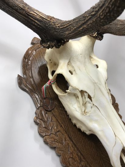 null Skull of an elaphe deer (Cervus elaphus) with a very large scale, 12 horns,...