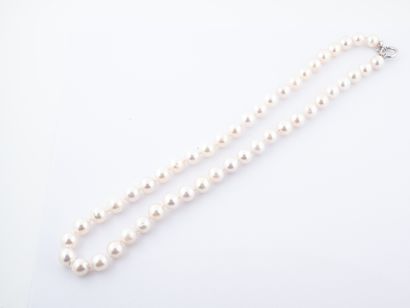 null Collier de perles de culture Akoya du Japon d'un diamètre de 8,0 à 8,5 mm. Fermoir...