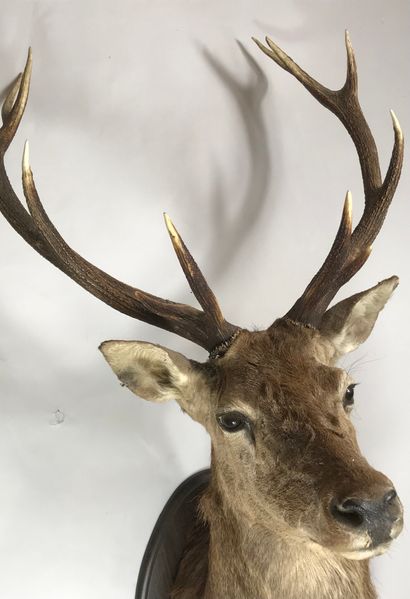 null Head in cape of elaphe stag (Cervus elaphus) 12 horns, on escutcheon.
Height:...