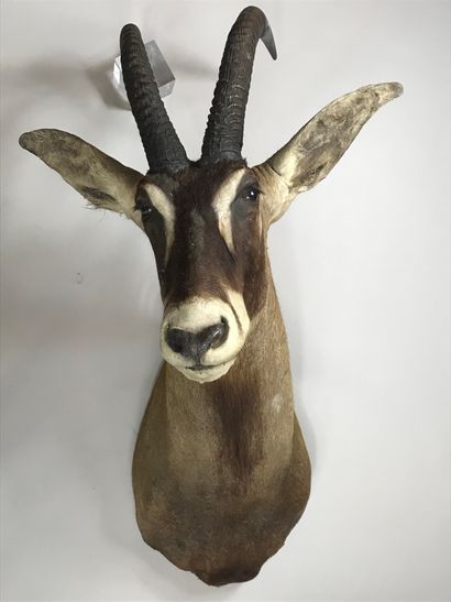 Head in a cape of roan antelope (Hippotragus...