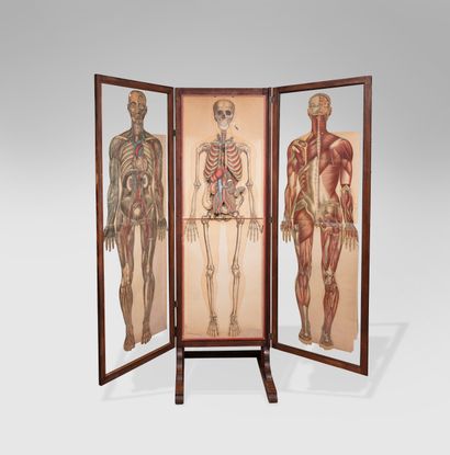 Rare anatomical cabinet by Julien BOUGLE...