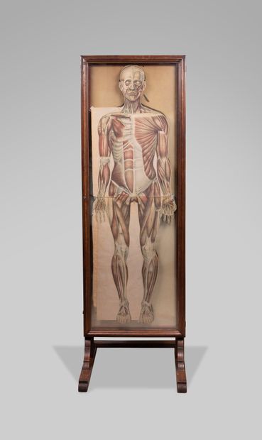 null Rare anatomical cabinet by Julien BOUGLE for the School of Medicine. 
1899.
Height:...