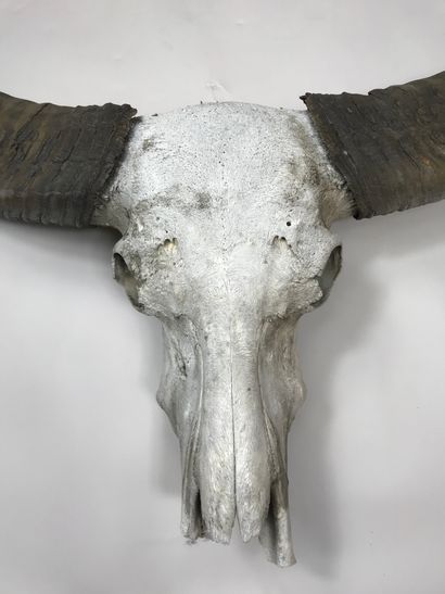 null Important Asian buffalo skull (Bubalus bubalis).
Height: about 130 cm; Width:...