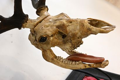 null Crâne de cerf élaphe (Cervus elaphus) avec mâchoire, en présentation atypiq...