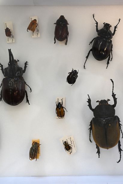 null Boite entomologique contenant 23 scarabées et autres insectes identifiés