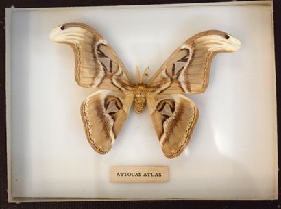 null Pair of entomological boxes containing 1 Attacus caesar and 1 Attacus atlas