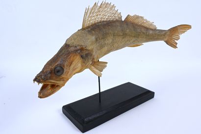 null Taxidermized fish (Zingel Balkanicus), XIXth century